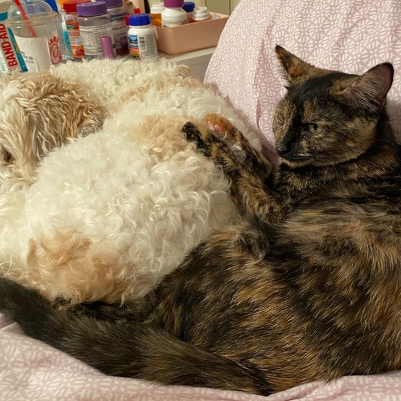 MEET MY PETS (: - Picture 4 of 16